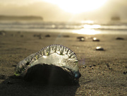16th Oct 2022 - Washed up jelly