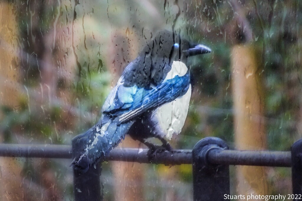Magpie in the rain  by stuart46