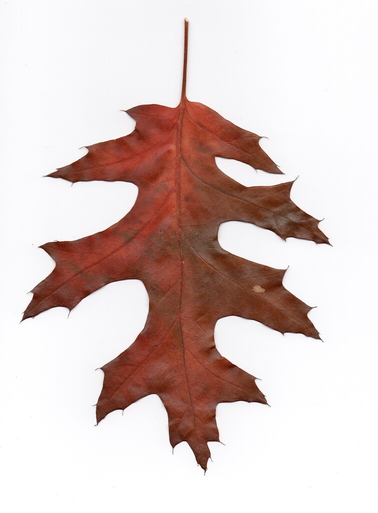 Leaf of Red Oak by philm666