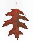 22nd Oct 2022 - Leaf of Red Oak