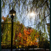 Autumn Trees by hjbenson