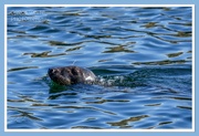 23rd Oct 2022 - Grey Seal In Eyemouth Harbour