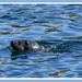 Grey Seal In Eyemouth Harbour by carolmw