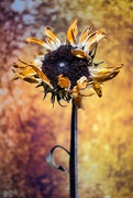 23rd Oct 2022 - Sunflower