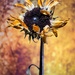 Sunflower by okvalle