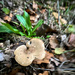 Oct 11 2022 - Mushroom by jojo13