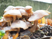 23rd Oct 2022 - Mushrooms