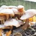 Mushrooms by delboy207