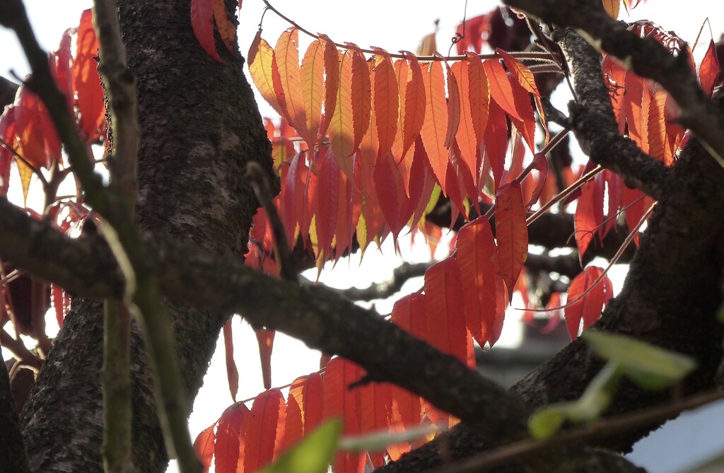 Washing line of Leaves by foxes37