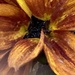 Rudbeckia Flower  by cataylor41