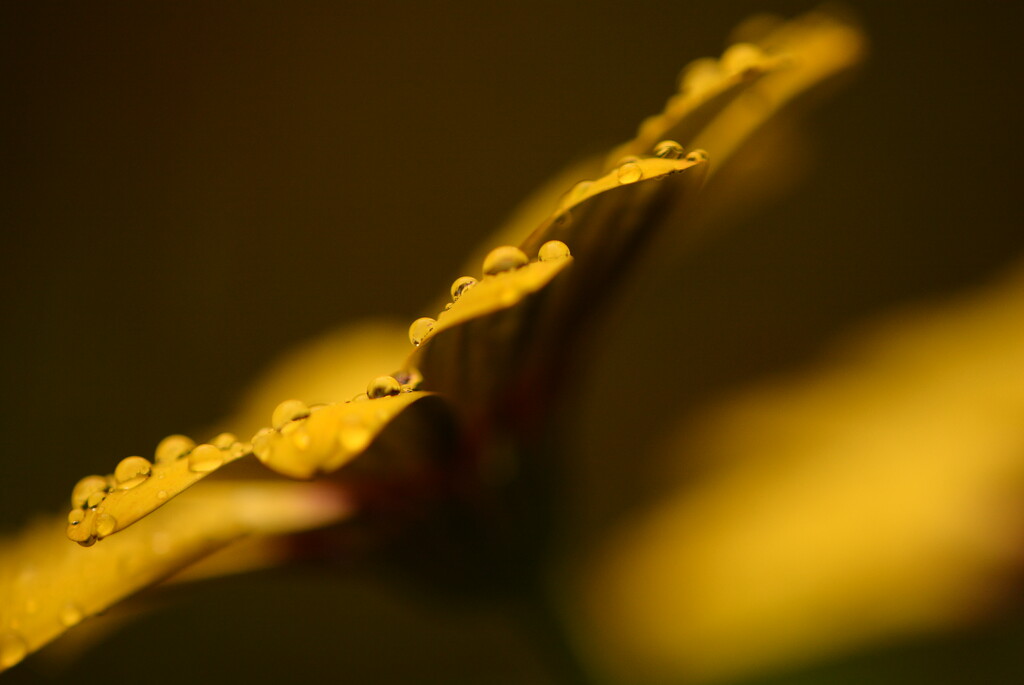 Raindrops on Osteospermum......... by ziggy77
