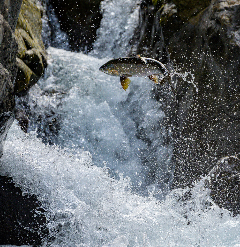 Salmon jumping the Cascade 3 by theredcamera
