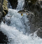 18th Oct 2022 - Salmon jumping the Cascade 3
