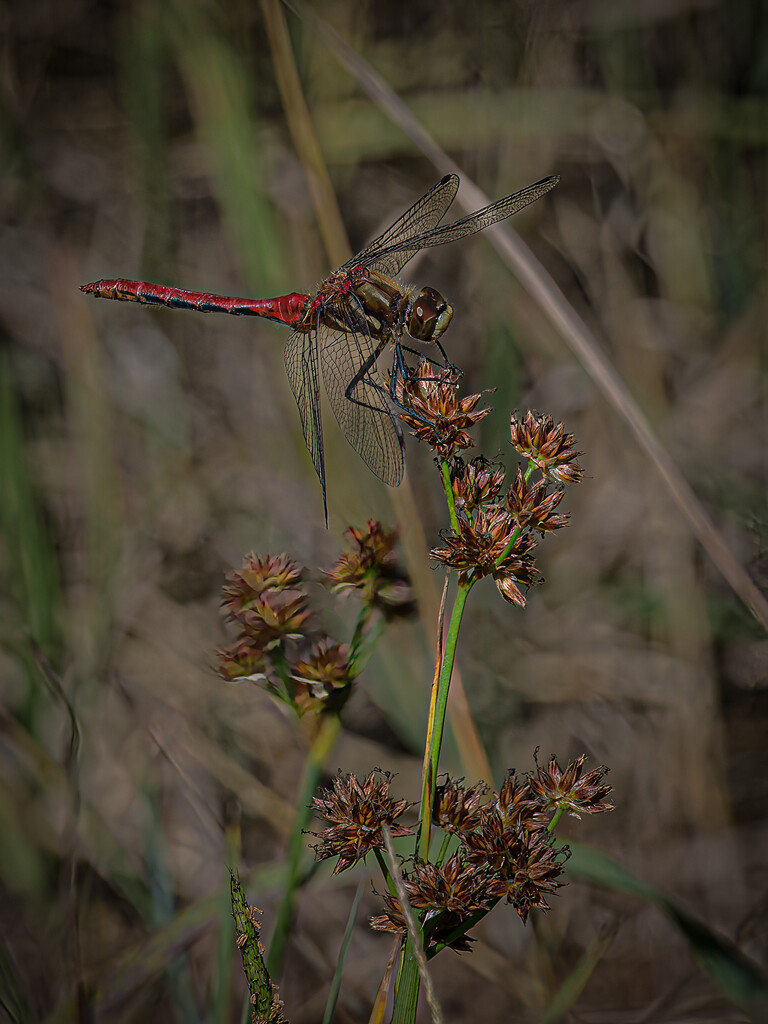 Chinese Red Dragonfly by theredcamera