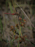 17th Oct 2022 - Chinese Red Dragonfly