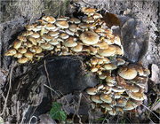 23rd Oct 2022 - Sulphur Tuff Fungus
