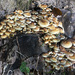 Sulphur Tuff Fungus by pcoulson