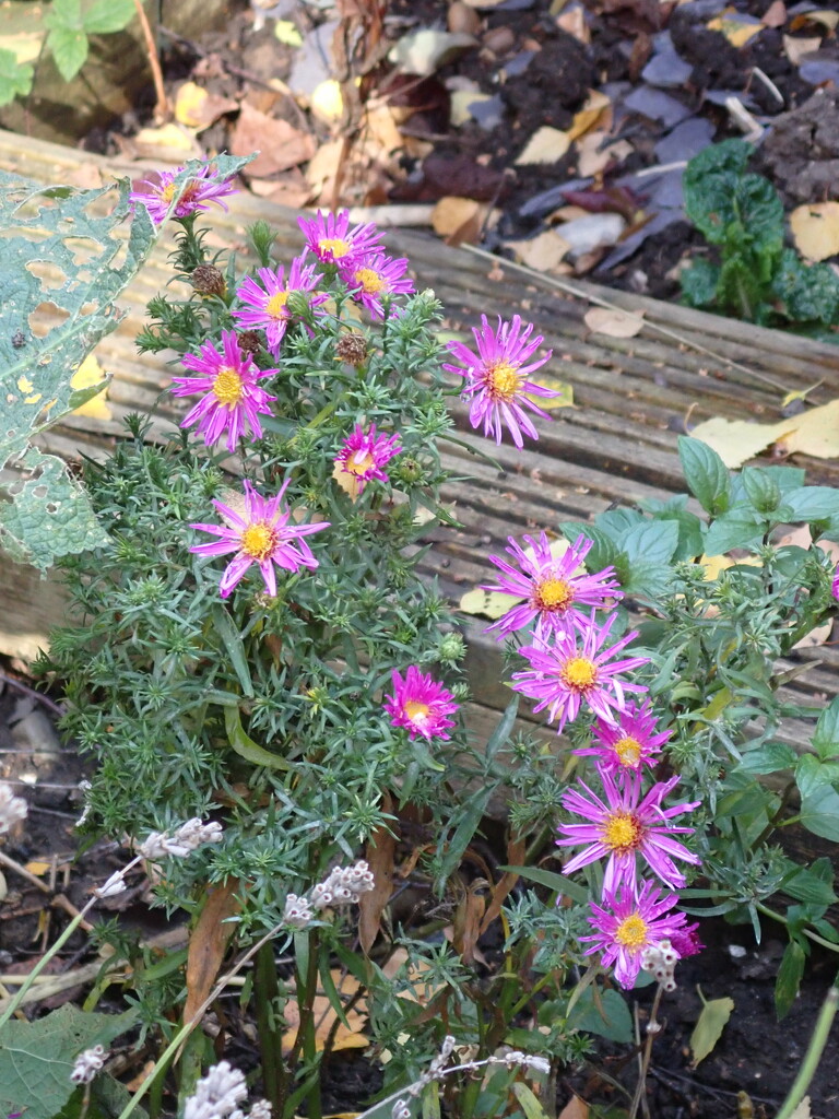 Michaelmas daisies for Michaelmas Day by speedwell
