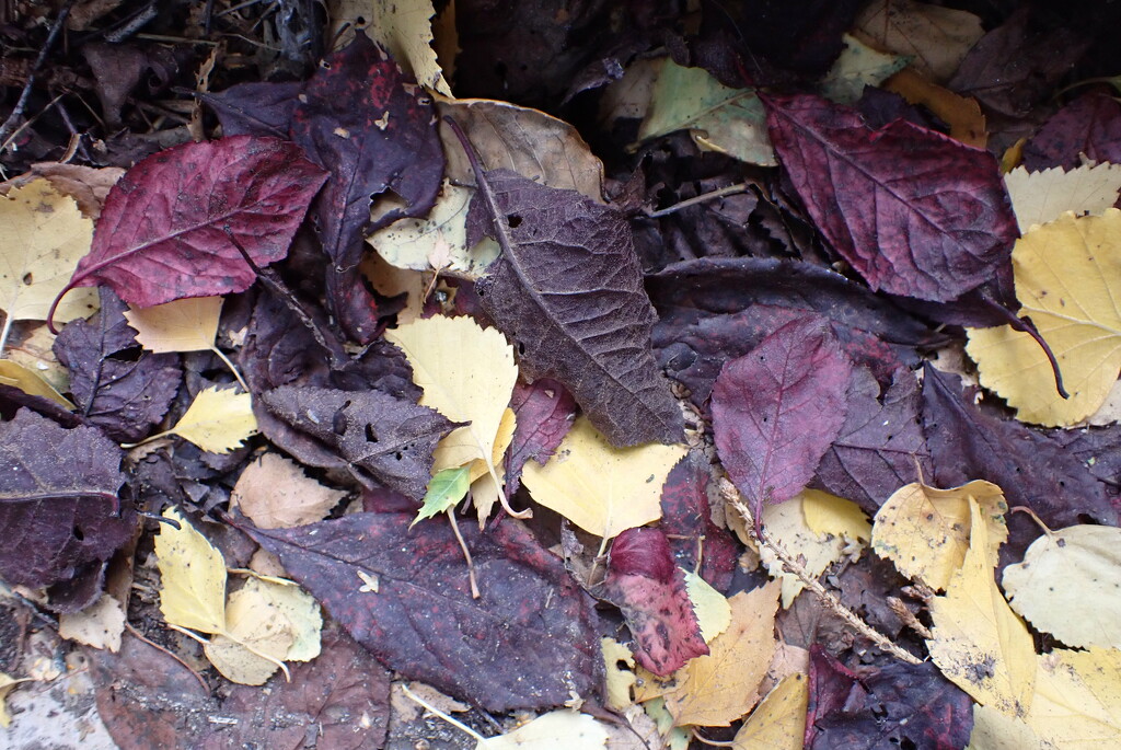 Leaf fall at the top of the garden by speedwell