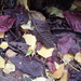 Leaf fall at the top of the garden by speedwell