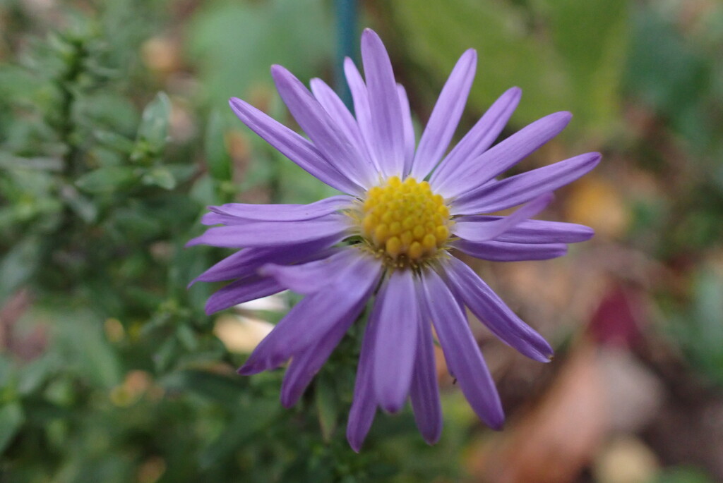 another Michaelmas Daisy by speedwell