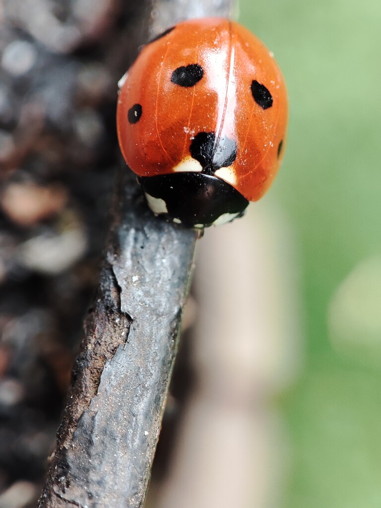 Ladybug by gerry13