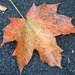 A single leaf by speedwell