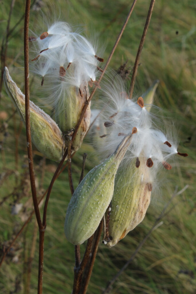 Milkweed’s second boom  by mltrotter