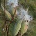 Milkweed’s second boom  by mltrotter