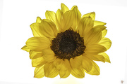 21st Oct 2022 - Sunflower Detail