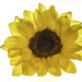 Sunflower Detail by skipt07