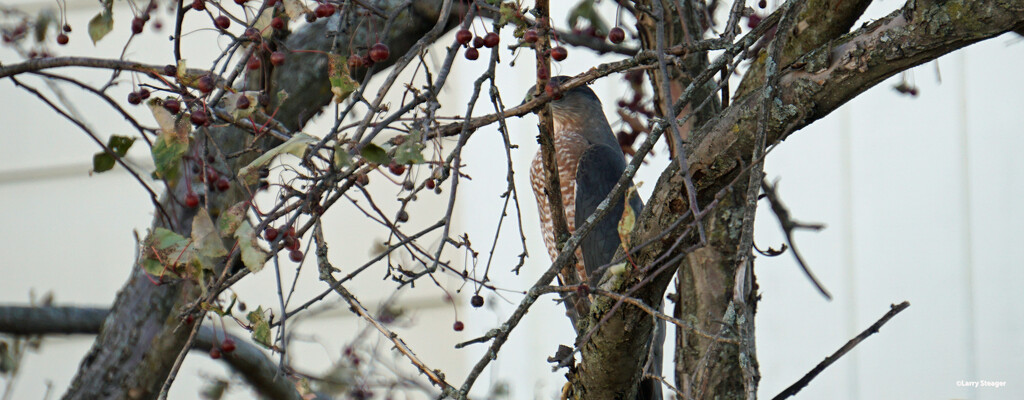 Lurking in the tree by larrysphotos