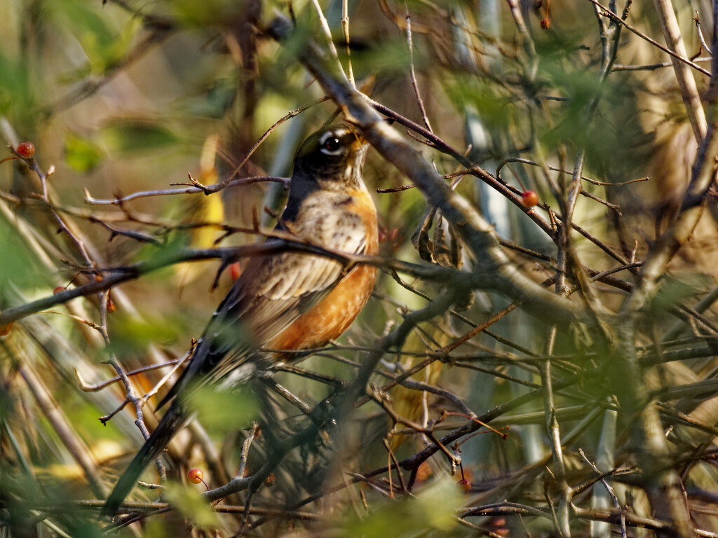 American robin  by rminer