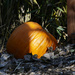 pumpkin  by rminer