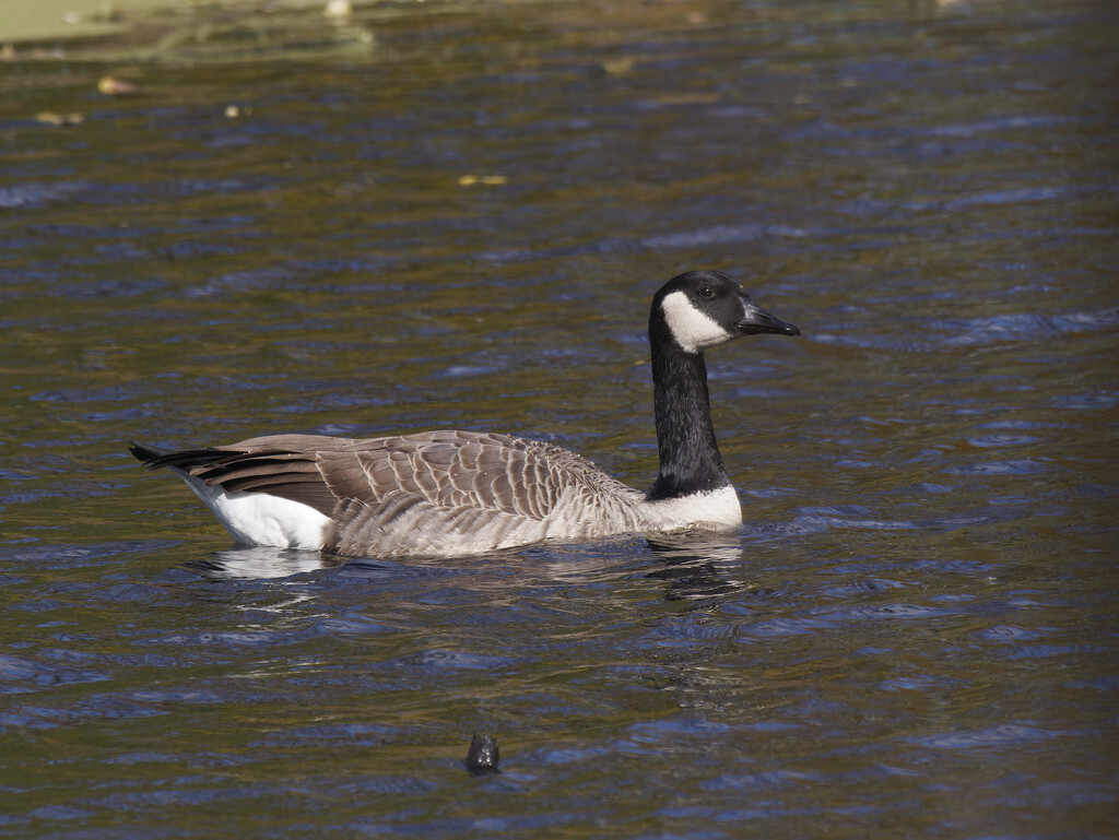 Canada goose by rminer