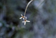 24th Oct 2022 - Tiny orchid or sedge