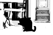 17th Oct 2022 - The black cat