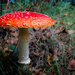 Amanita muscaria... by vignouse