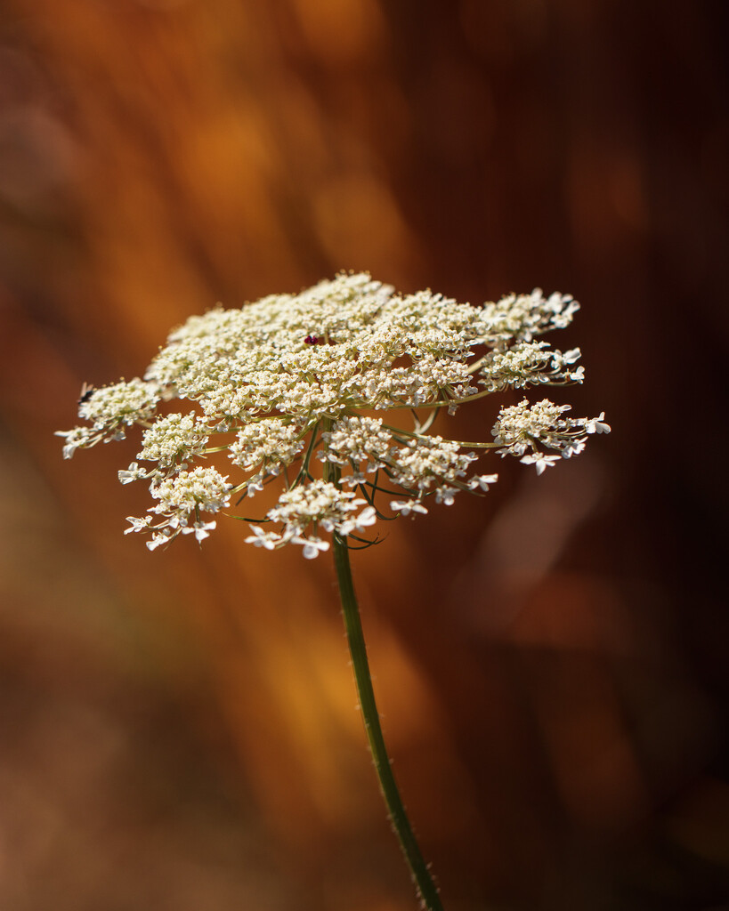 queen anne's lace by aecasey