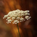 queen anne's lace by aecasey