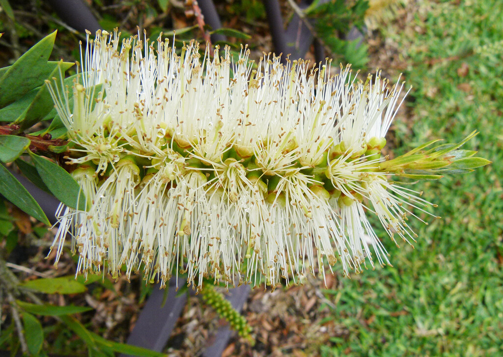 White Bottle Brush by onewing