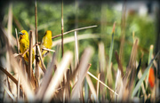 24th Oct 2022 - Meeting in the reeds
