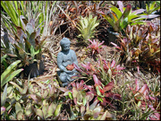 24th Oct 2022 - Zen in the Bromeliad garden