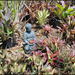 Zen in the Bromeliad garden by kerenmcsweeney