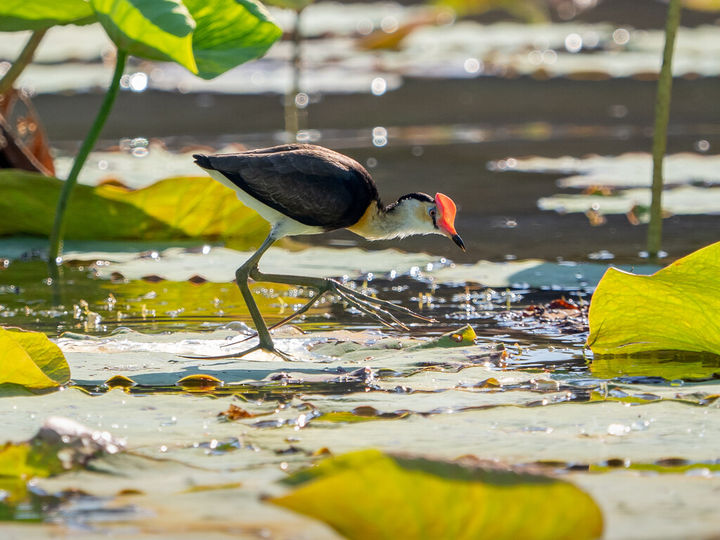 Comb-Crested jacana by gosia