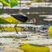 Comb-Crested jacana by gosia