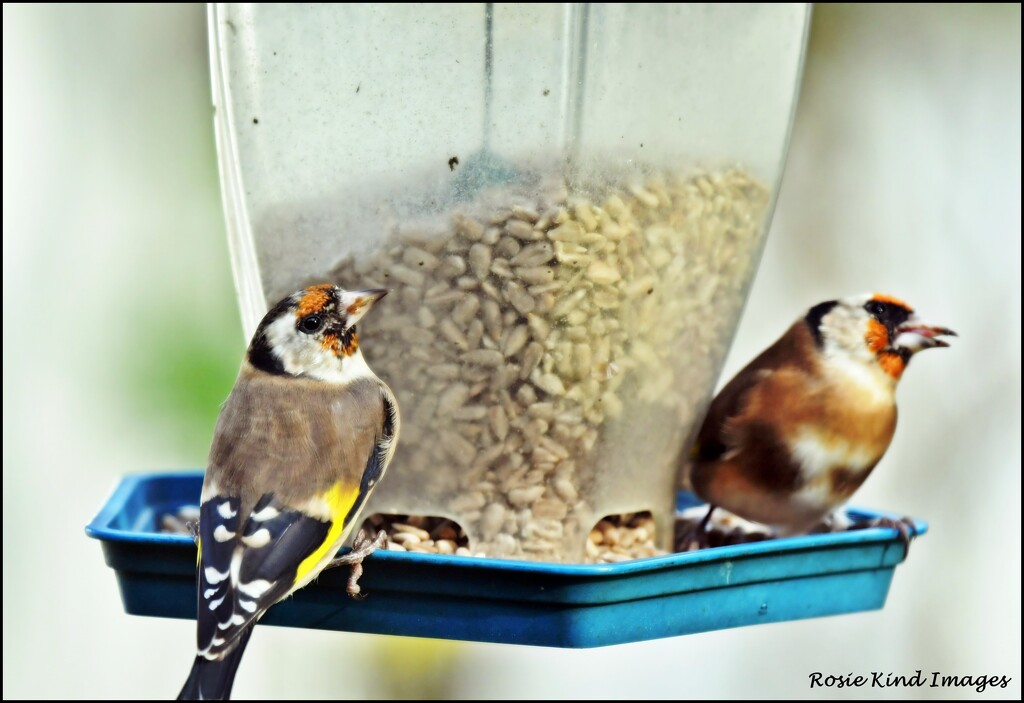 Rather scruffy goldfinches by rosiekind
