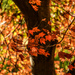 Autumn Decor by kareenking