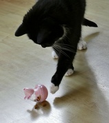 24th Oct 2022 - Suki has the Dreamie toy under control