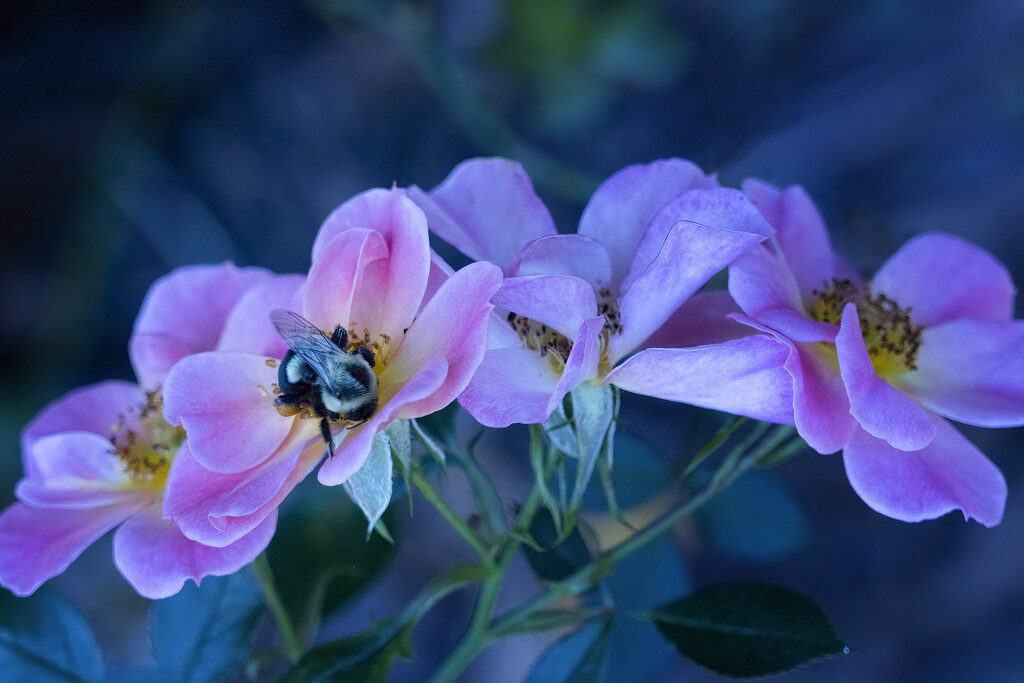 Happy Bee by k9photo
